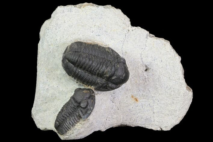 Bargain, Gerastos Trilobite Pair - Morocco #68662